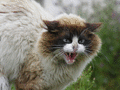 Gatos de Galicia