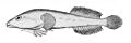 Gobiesox maeandricus
