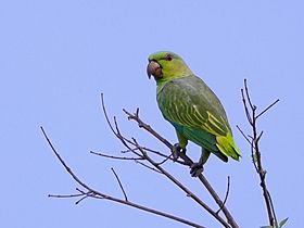 Graydidascalus brachyurus - Short-tailed parrot, Careiro da Várzea, Amazonas, Brazil.jpg