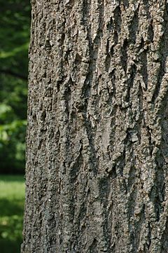 Archivo:Green Ash Fraxinus pennsylvanica Bark 2000px