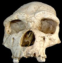 Archivo:Homo erectus tautavelensis