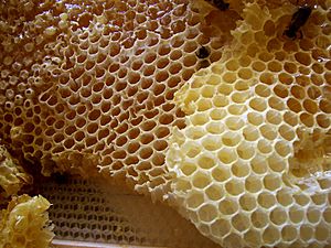 Archivo:Honey comb