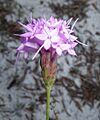 Liatris ohlingerae