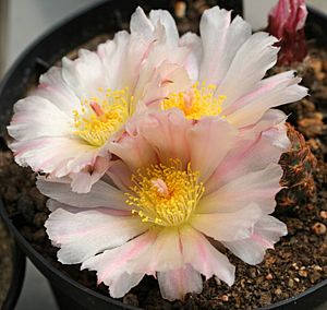 Archivo:Maihueniopsis bonnieae Flower1