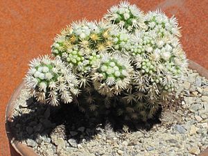 Archivo:Mammillaria gracilis cv. Arizona Snowcap 1
