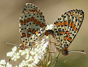 Archivo:Mating Pair of Spotted Fritillaries on Greater Pignut