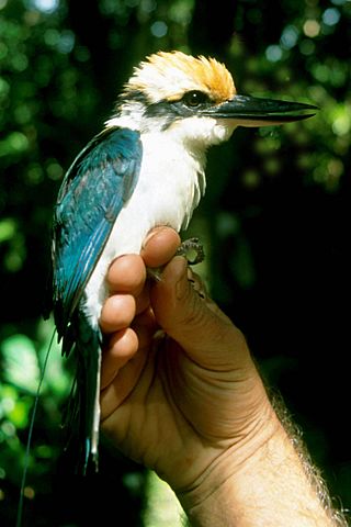 Micronesian Kingfisher.jpg
