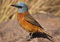 Monticola rupestris -Marakele National Park, South Africa -male-8 (1)