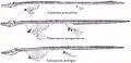 Mosasaurs
