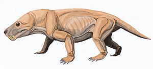 Archivo:Moschorhinus DB