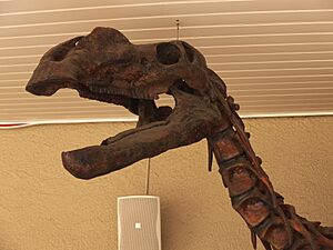 Archivo:Muttaburrasaurus langdoni TMAG 20171118-036