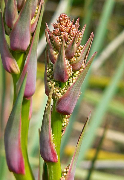 Nolina cismontana 4
