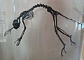 Notharctus tenebrosus AMNH