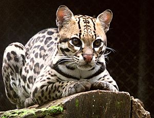 Archivo:Ocelot (Leopardus pardalis)-8