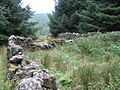 Old enclosure in the forest - geograph.org.uk - 261019
