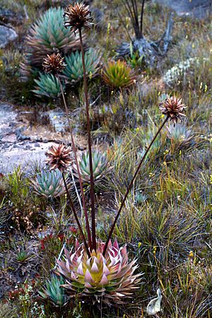 Archivo:Orectanthe sceptrum flower2