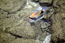 Picasso triggerfish blowing out the unwanted debris through its gills.JPG
