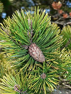 Archivo:Pinus contorta 37628