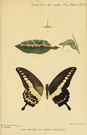 Archivo:Plate LXVI Vol 62 Transactions of the Entomological Society of London
