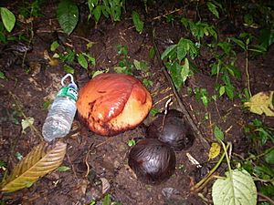 Archivo:Rafflesia sumatra2