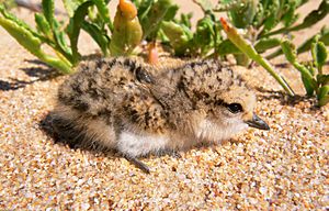 Archivo:Red-capped plover chick444