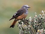 Archivo:Red-rumped-Bush-tyrant