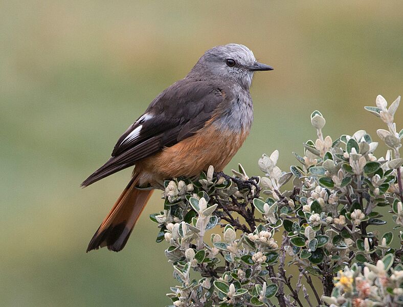 Red-rumped-Bush-tyrant