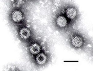 Archivo:Rotavirus