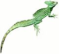 SDC10934 - Basiliscus plumifrons (extracted)