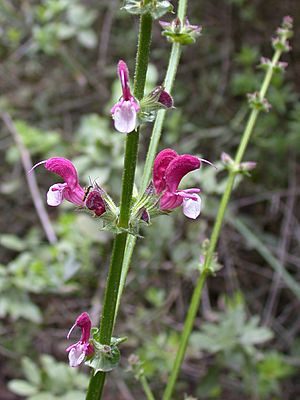 Archivo:Salvia hierosolymitana 1