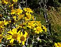 Senecio oerstedianus cf Irazu 4