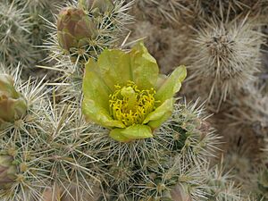 Archivo:Silver cholla, Cylindropuntia echinocarpa (15337658968)