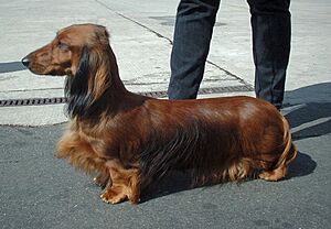 Archivo:Std Dachshund 600