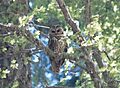 Strix occidentalis lucida