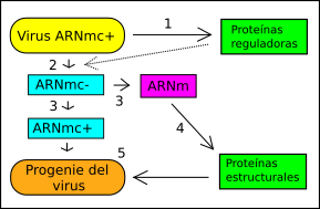Archivo:Virus +ssRNA es