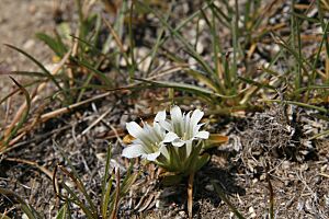 Archivo:WhiteGentian pair