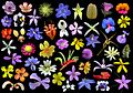 Wildflowers western australia