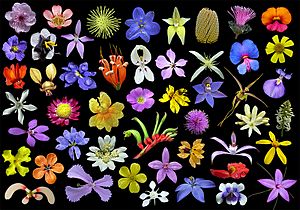 Archivo:Wildflowers western australia