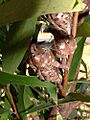 Willow-leaved Hakea seed