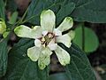 X Sinocalycalycanthus Venus - Flickr - peganum (3)