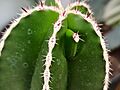 Yema de ramificación en Pachycereus marginatus
