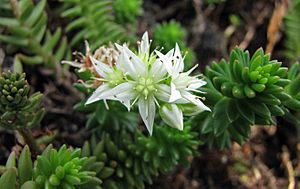 Archivo:白花小松 Villadia batesii -比利時國家植物園 Belgium National Botanic Garden- (9237375025)