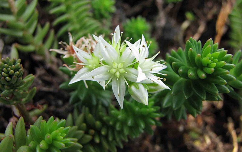 白花小松 Villadia batesii -比利時國家植物園 Belgium National Botanic Garden- (9237375025)