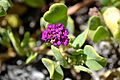 Abronia maritima 2