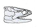 Acherontiscus
