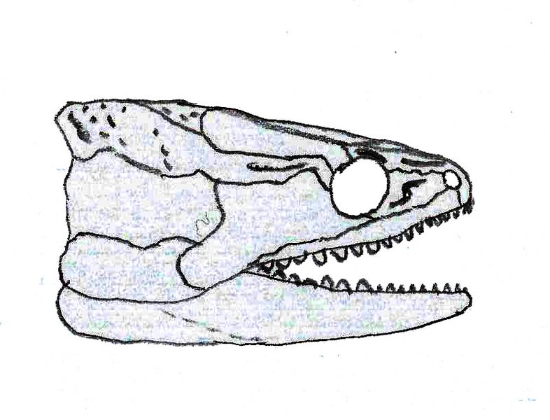 Acherontiscus