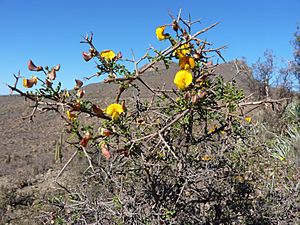 Archivo:Adesmia microphylla Hook. et Arn. by Pato Novoa - 001