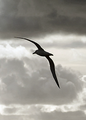 Albatross shape