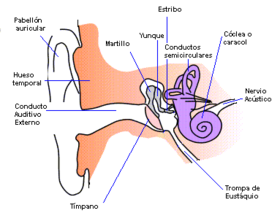 Archivo:Anatomia oido humano