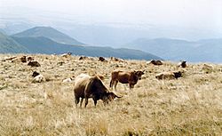 Archivo:Aubrac Cows on the Plomb du Cantal